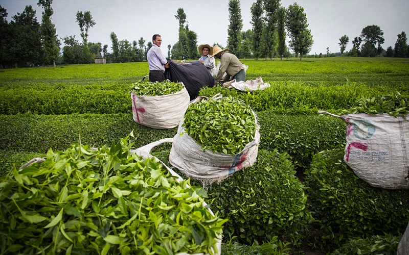 از وضعیت تولید چای در کشور تا موانع پیش‌روی دریافت مالیات بر عایدی سرمایه