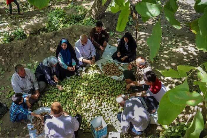 شهر گردو در سیمای شبکه همدان